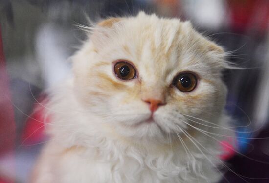 Cat-Salon-February cat show