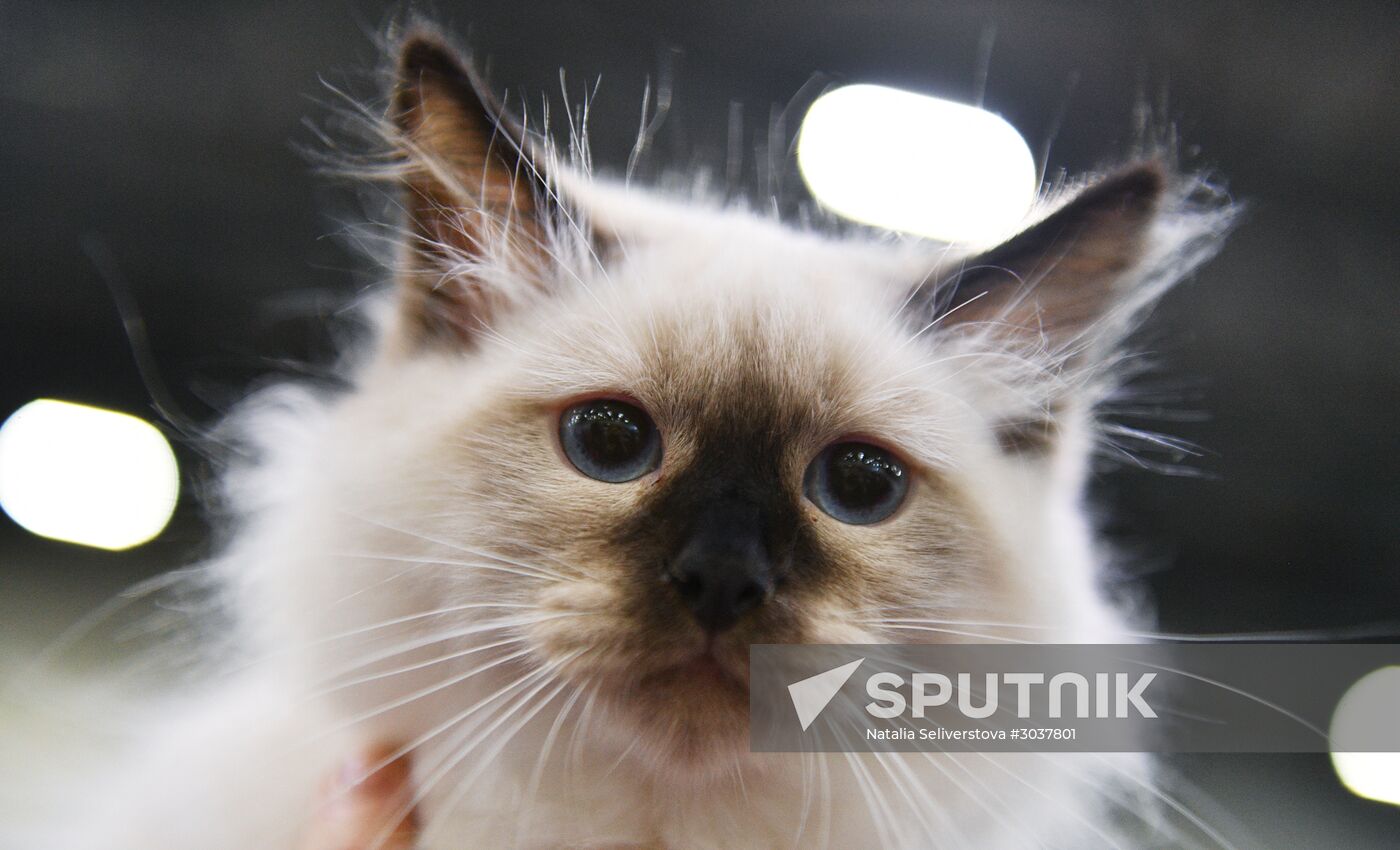 Cat-Salon-February cat show