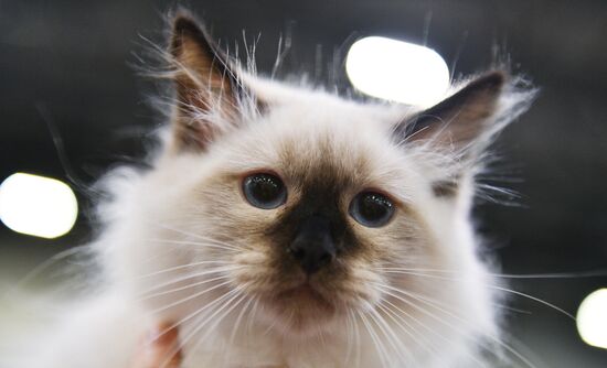 Cat-Salon-February cat show