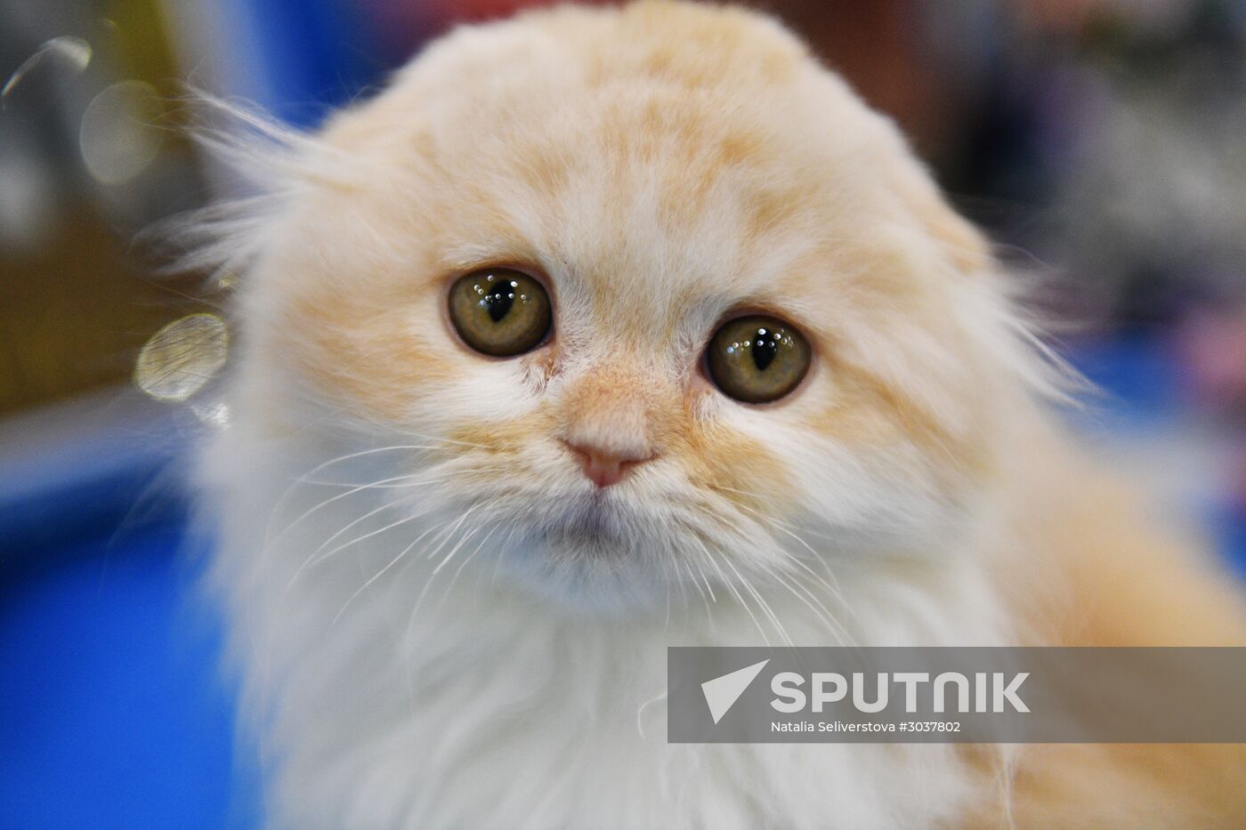 Cat-Salon-February cat show