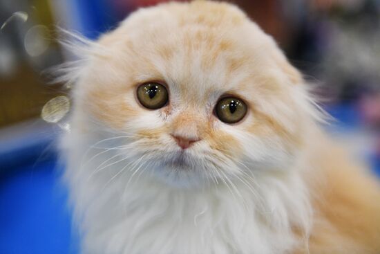 Cat-Salon-February cat show