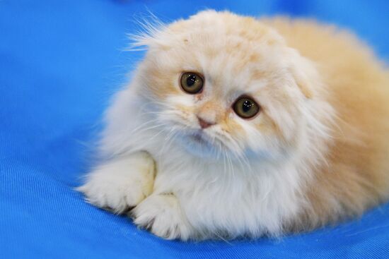 Cat-Salon-February cat show