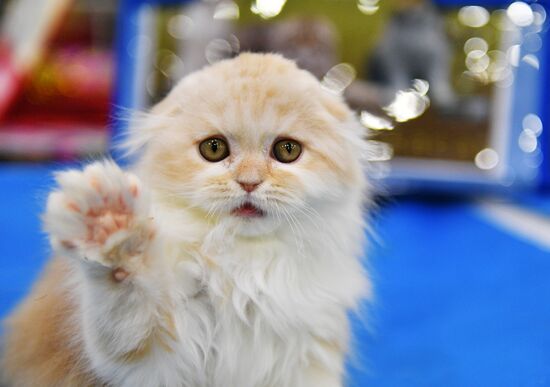 Cat-Salon-February cat show