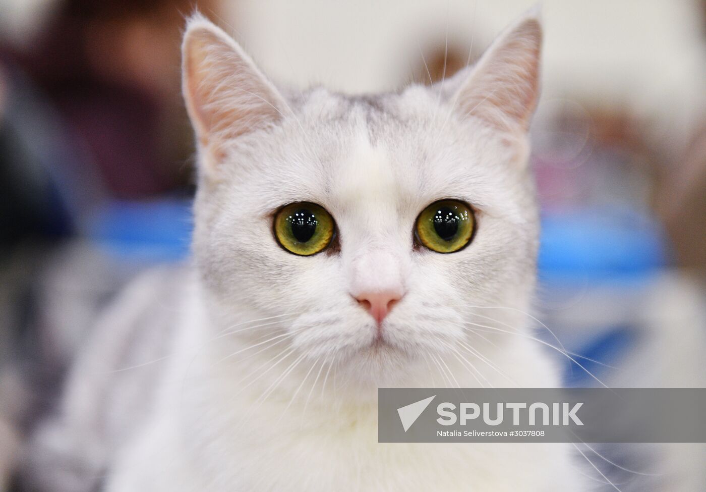 Cat-Salon-February cat show