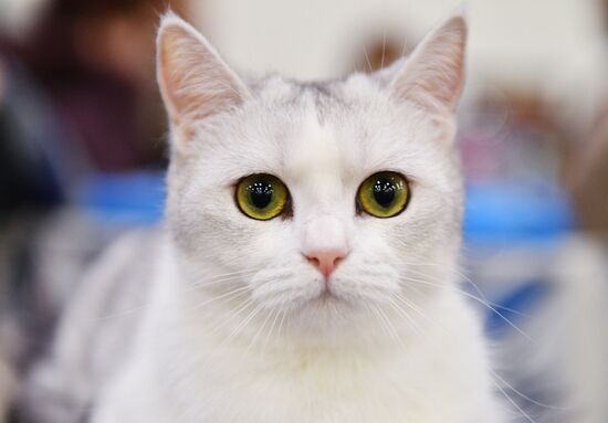 Cat-Salon-February cat show