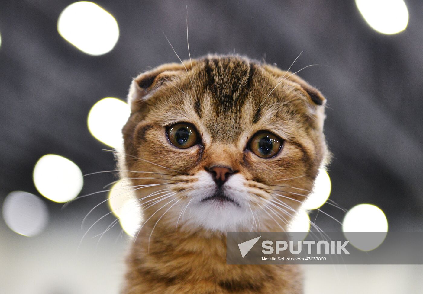Cat-Salon-February cat show