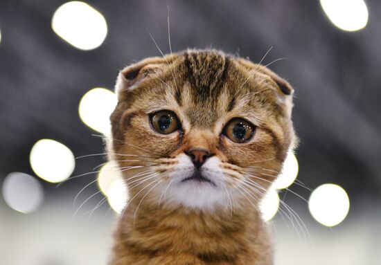 Cat-Salon-February cat show
