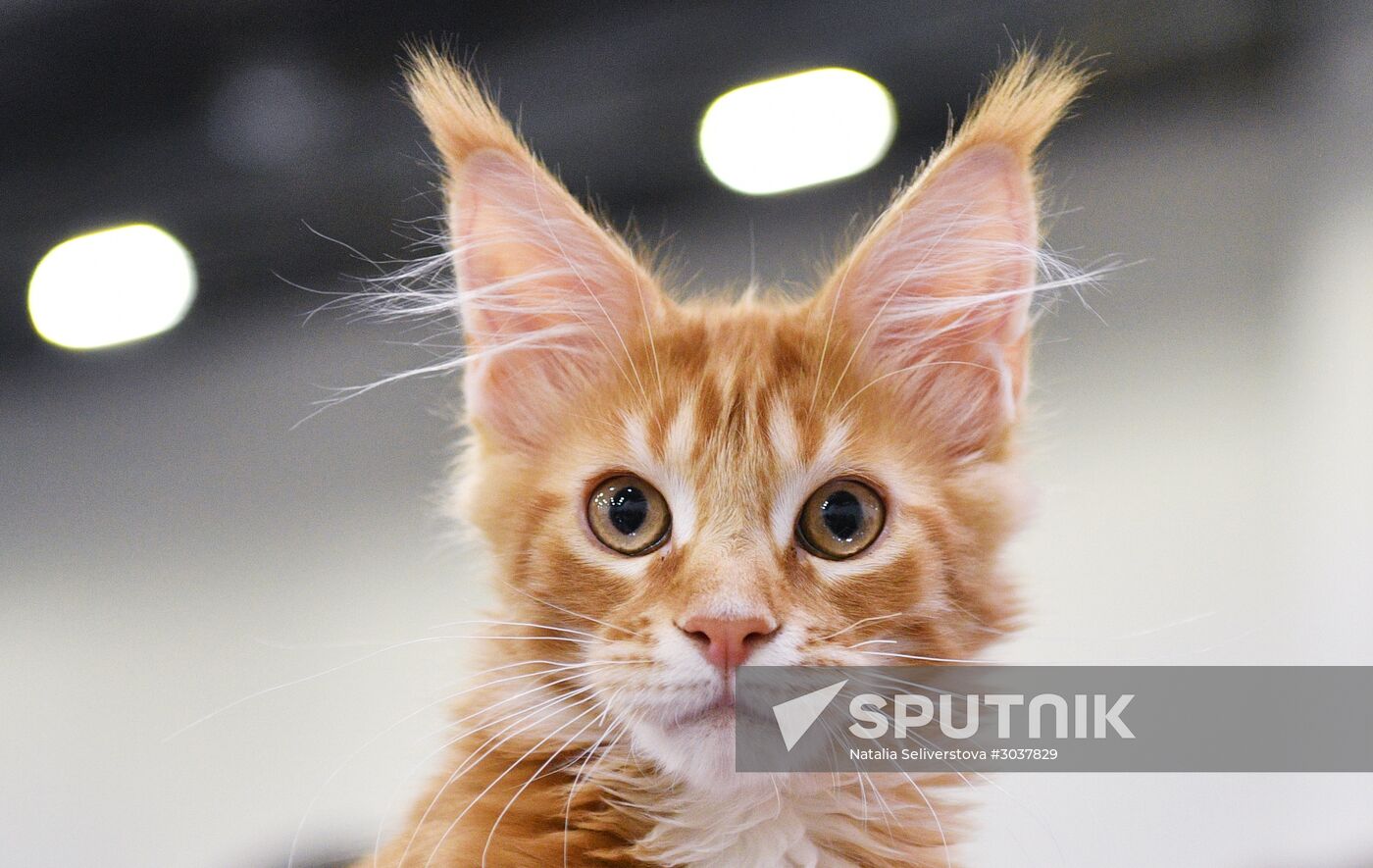 Cat-Salon-February cat show