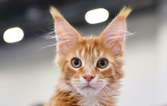 Cat-Salon-February cat show