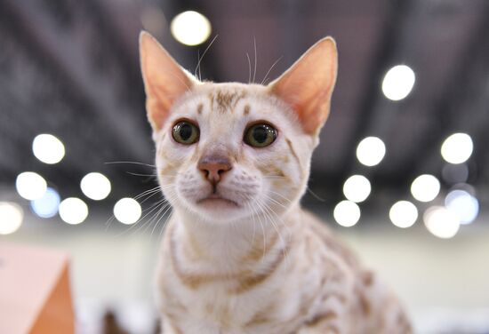 Cat-Salon-February cat show