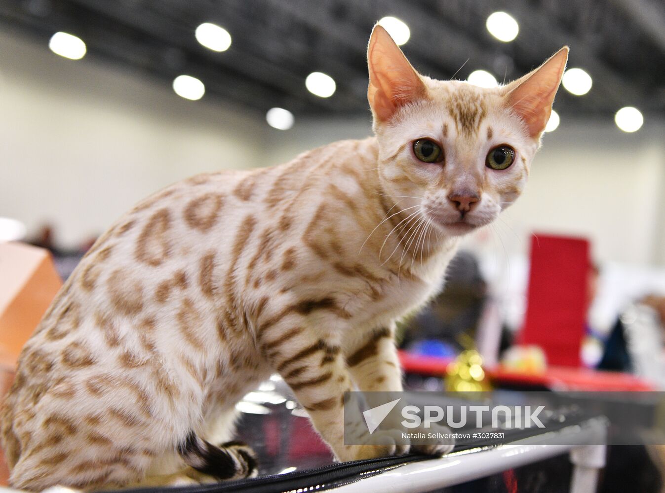 Cat-Salon-February cat show