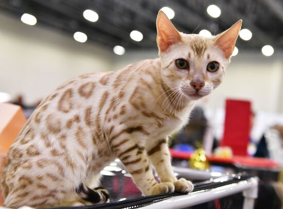 Cat-Salon-February cat show