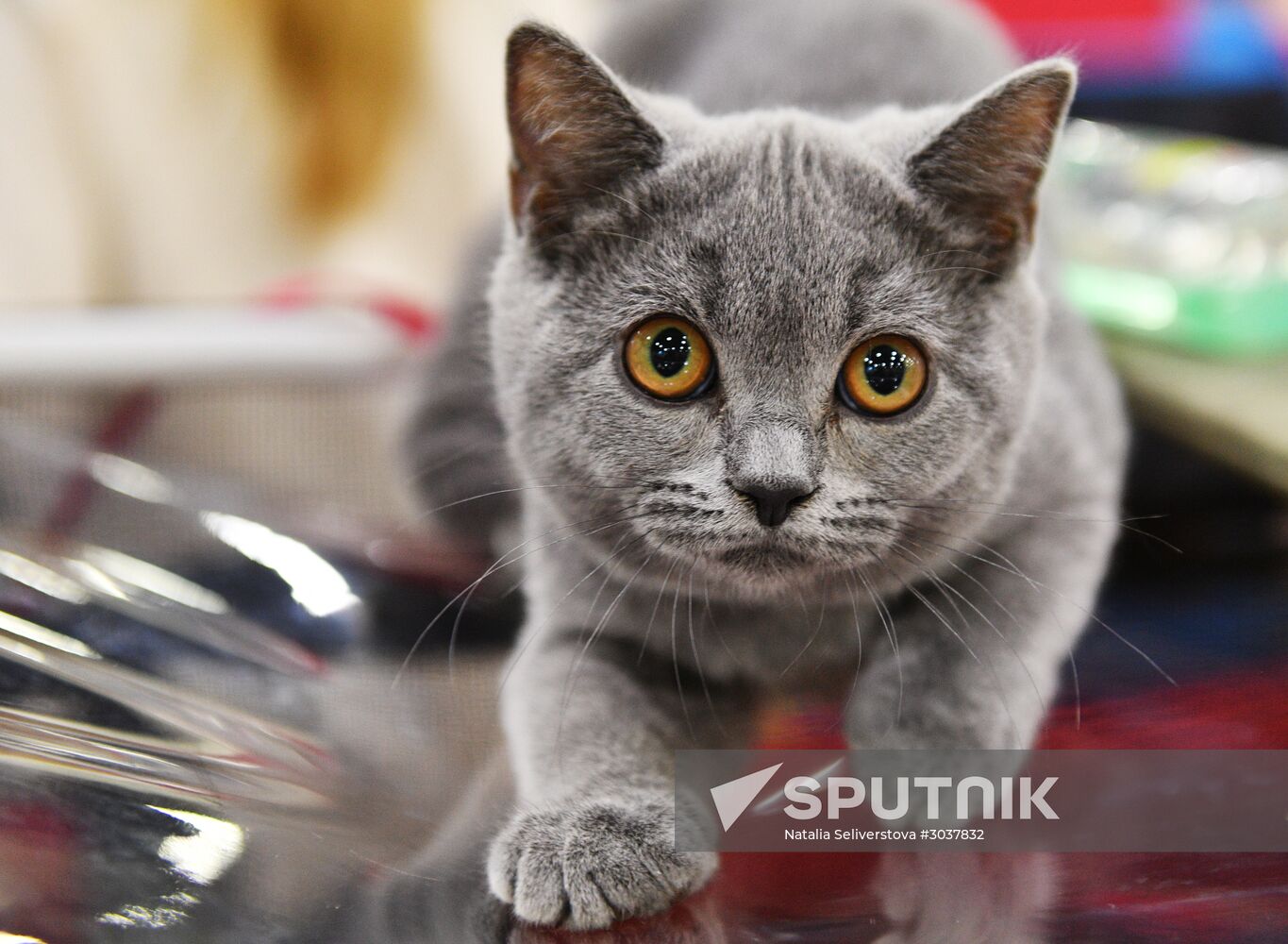 Cat-Salon-February cat show