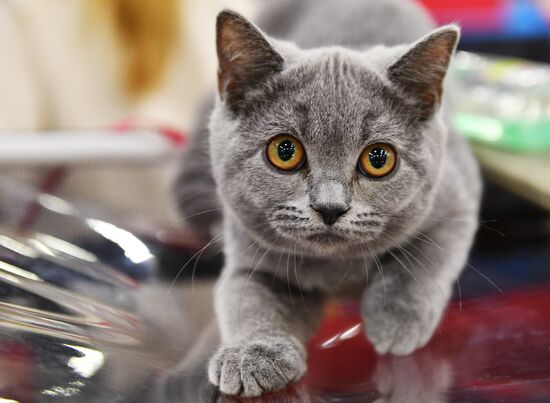 Cat-Salon-February cat show