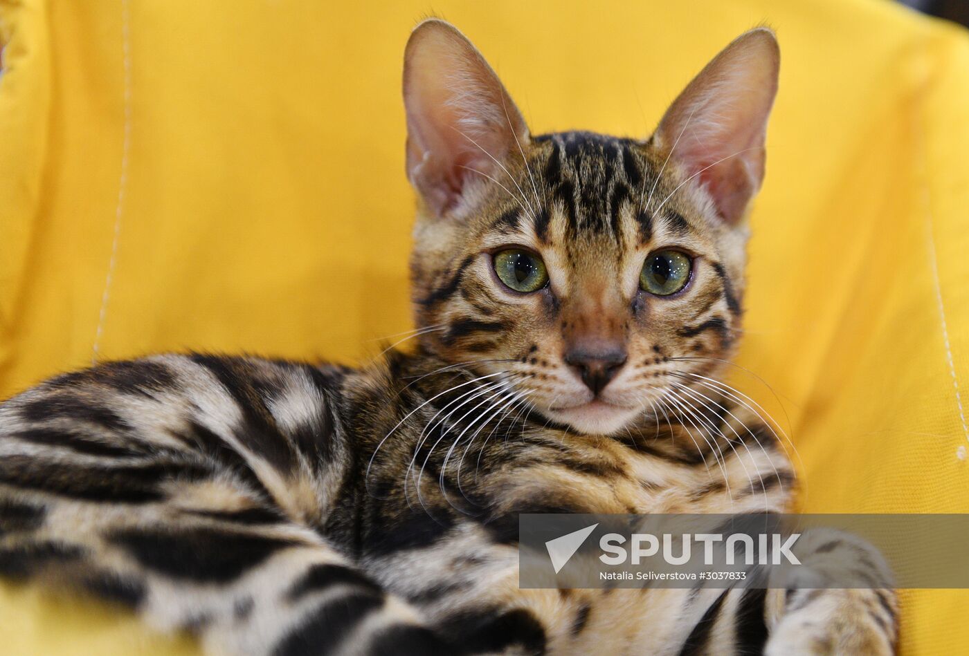 Cat-Salon-February cat show