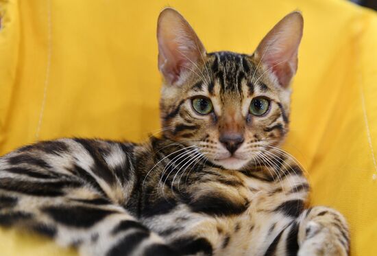 Cat-Salon-February cat show