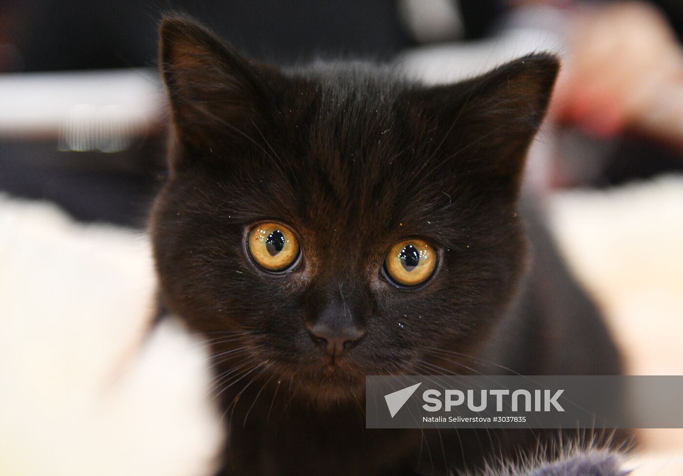 Cat-Salon-February cat show