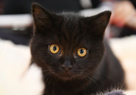 Cat-Salon-February cat show