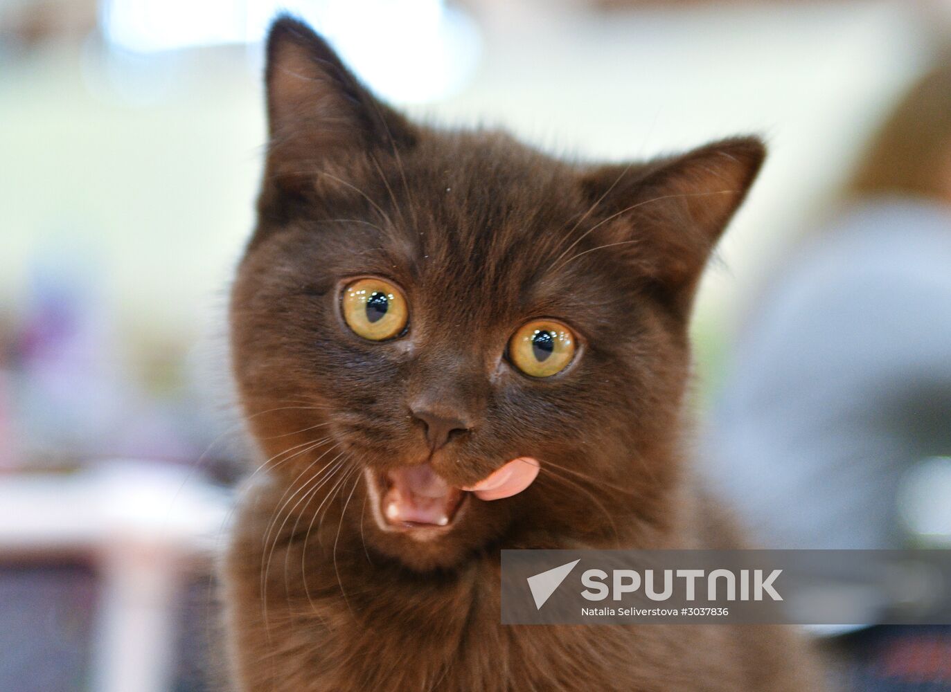 Cat-Salon-February cat show
