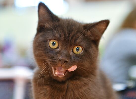 Cat-Salon-February cat show