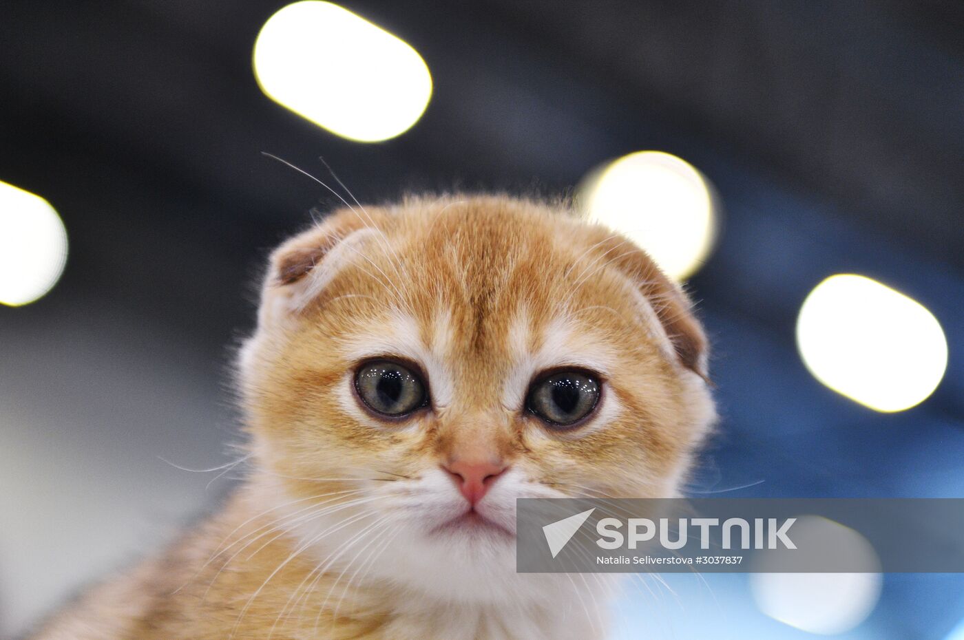 Cat-Salon-February cat show