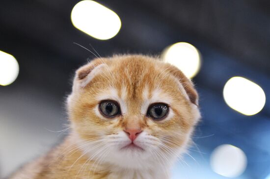 Cat-Salon-February cat show