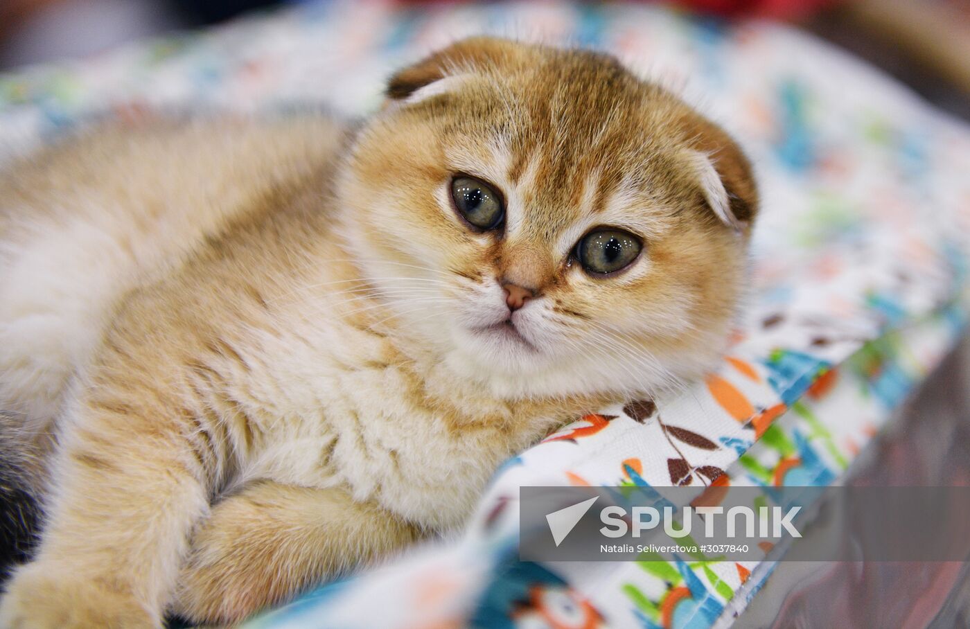 Cat-Salon-February cat show