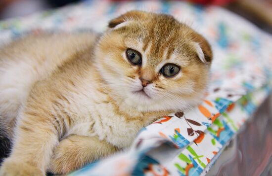 Cat-Salon-February cat show