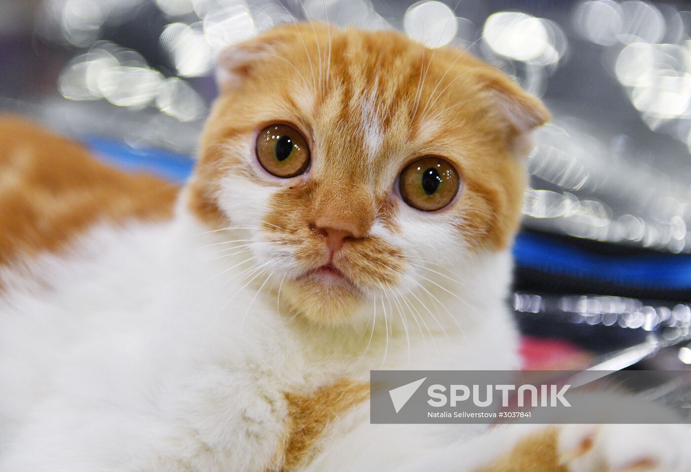 Cat-Salon-February cat show