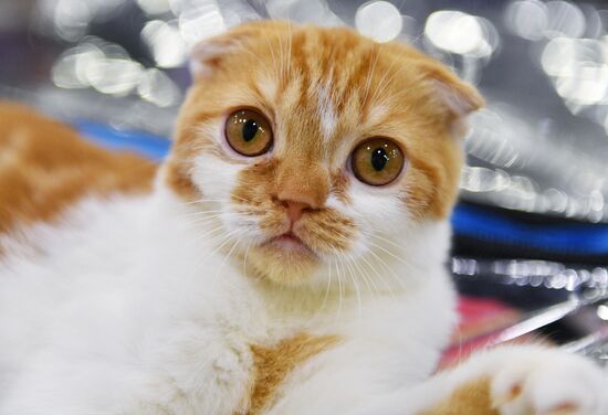Cat-Salon-February cat show