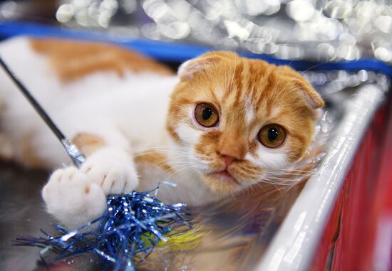 Cat-Salon-February cat show
