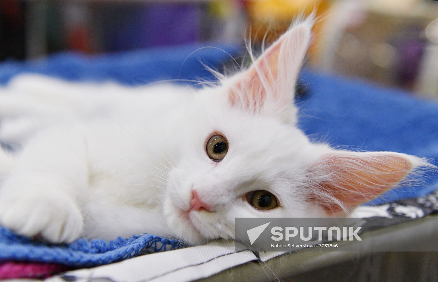 Cat-Salon-February cat show
