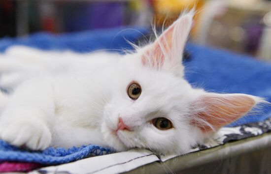 Cat-Salon-February cat show