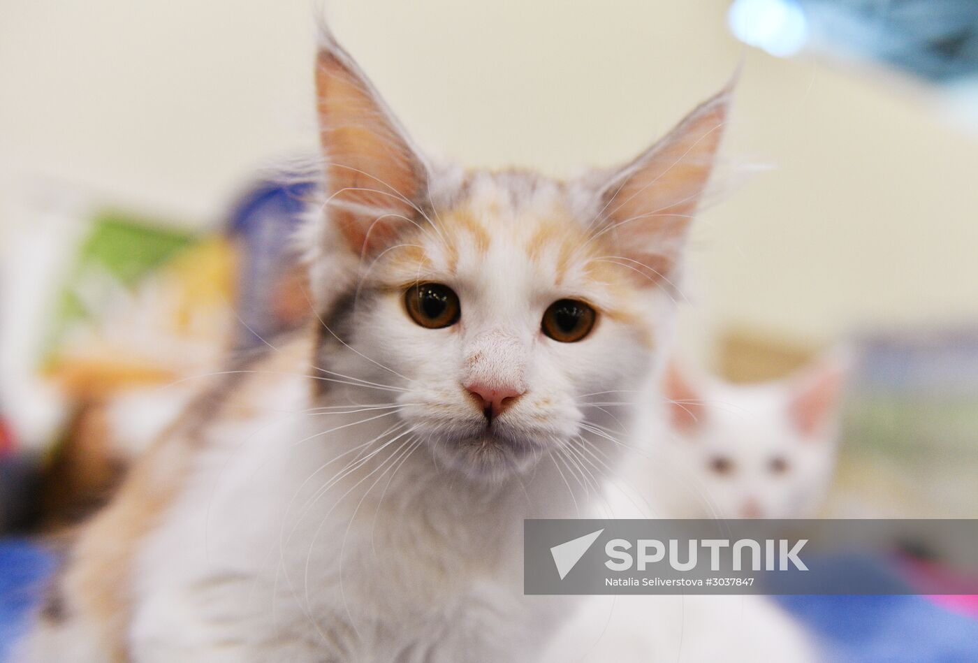 Cat-Salon-February cat show
