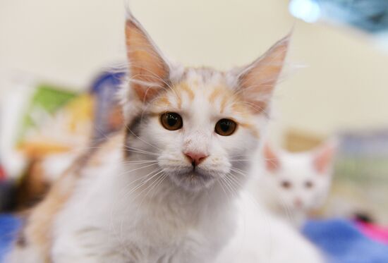 Cat-Salon-February cat show