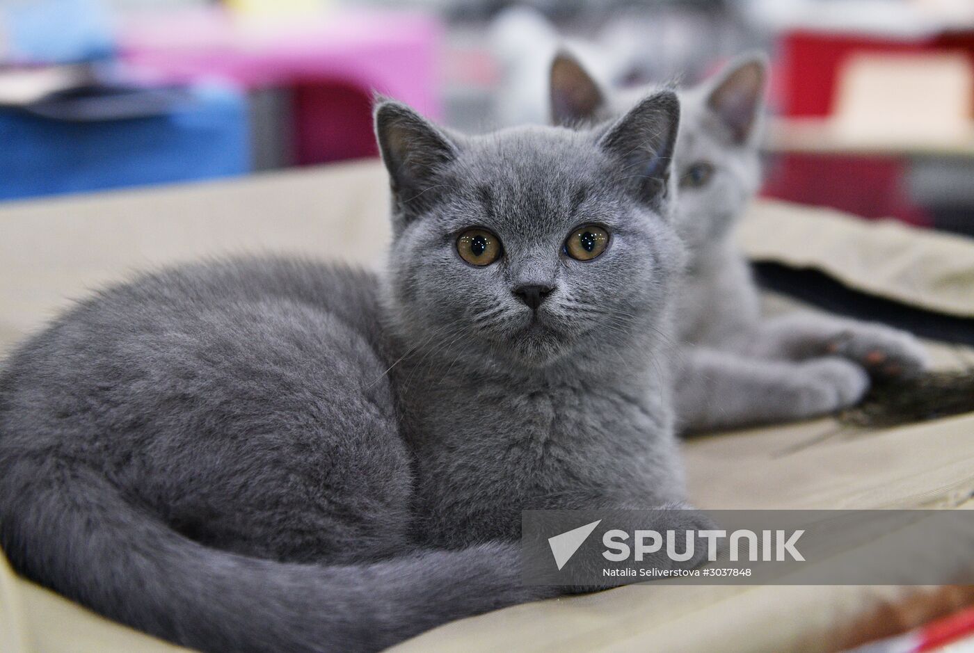 Cat-Salon-February cat show