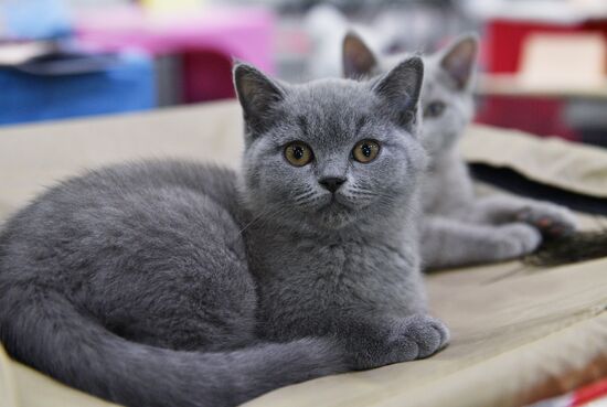 Cat-Salon-February cat show