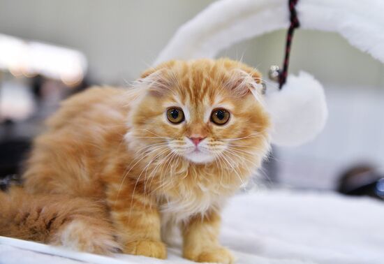 Cat-Salon-February cat show