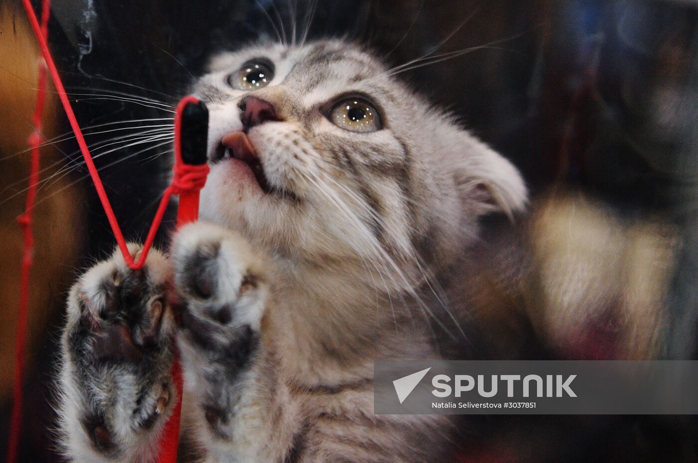 Cat-Salon-February cat show