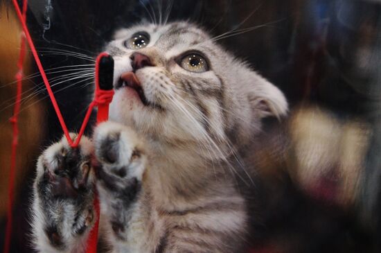 Cat-Salon-February cat show