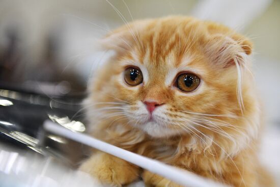 Cat-Salon-February cat show