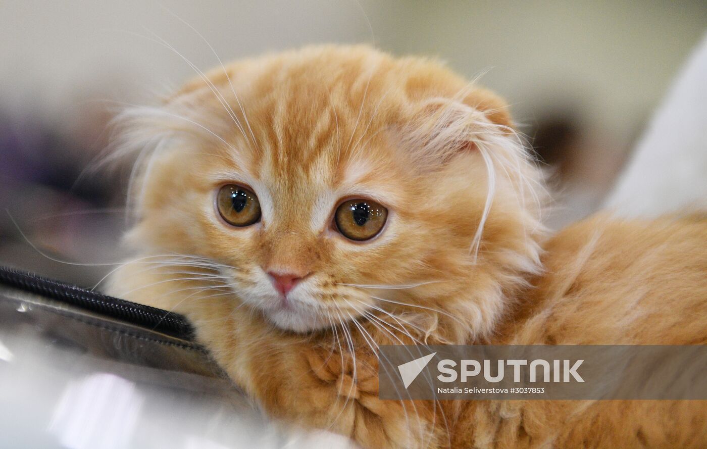 Cat-Salon-February cat show