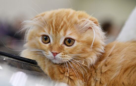 Cat-Salon-February cat show