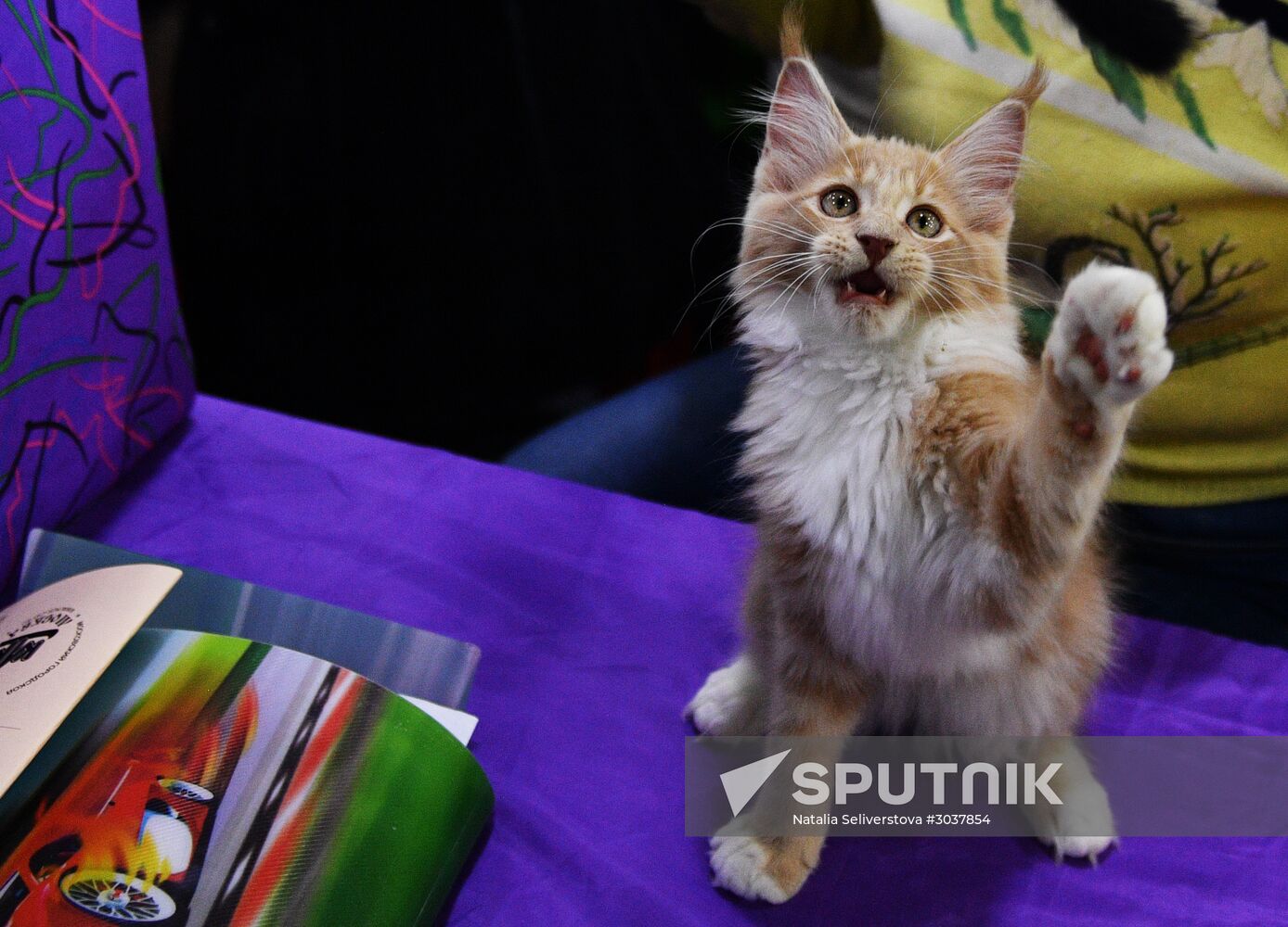 Cat-Salon-February cat show