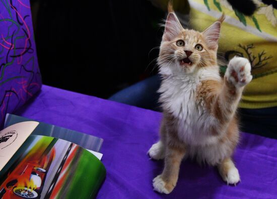 Cat-Salon-February cat show