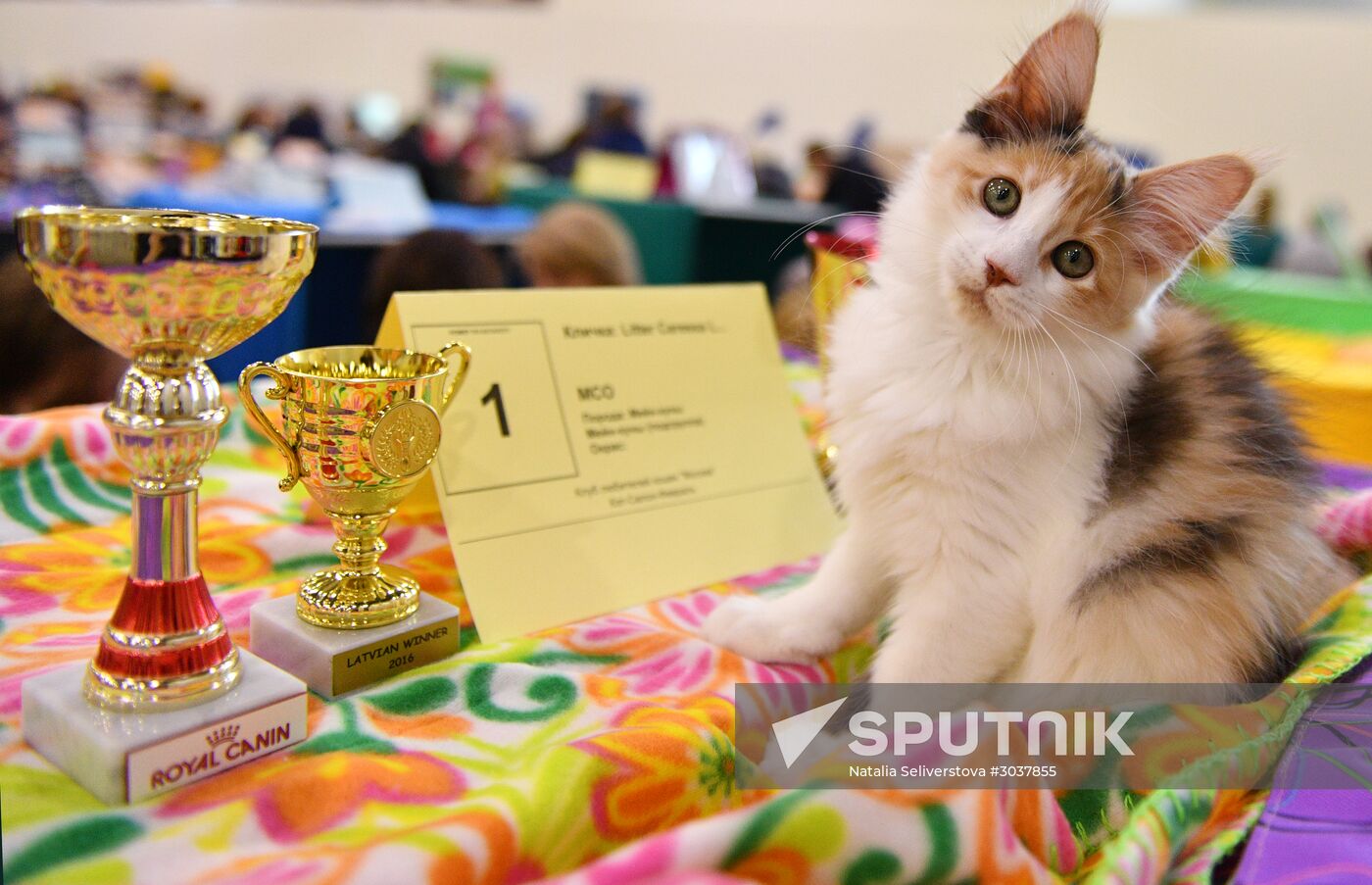 Cat-Salon-February cat show