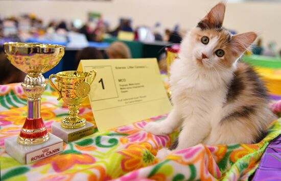 Cat-Salon-February cat show
