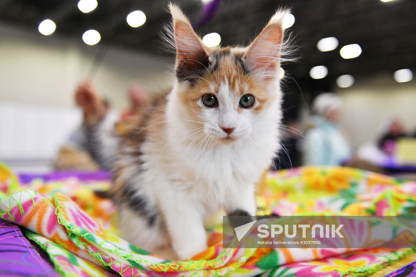 Cat-Salon-February cat show