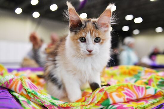 Cat-Salon-February cat show