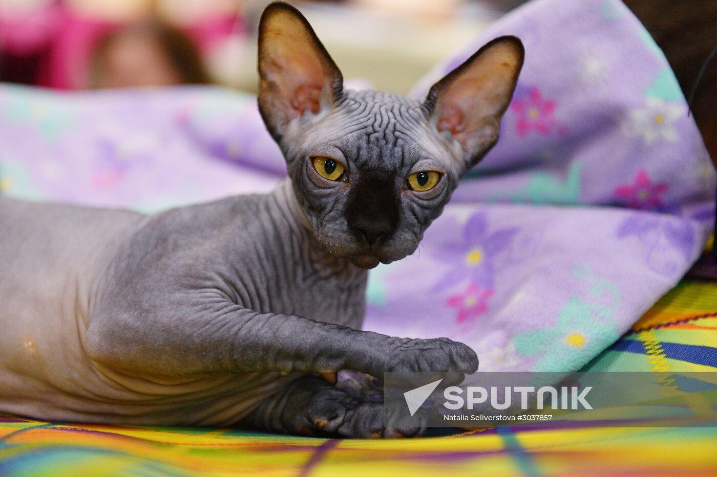Cat-Salon-February cat show